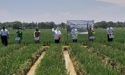 Cegah Gagal Panen, Petani Kulonprogo Sekolah Lapang Iklim