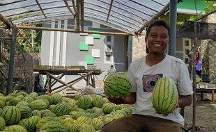 Laris Laris, Panenan Semangka dan Blewah di Madiun Habis Terjual