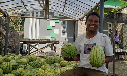 Laris Laris, Panenan Semangka dan Blewah di Madiun Habis Terjual