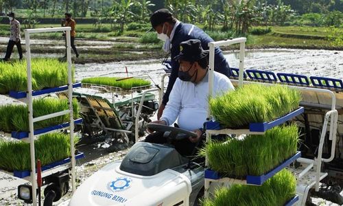 Blora Terpilih Jadi Percontohan Riset Tanam Padi di Lahan Sawah Tadah Hujan