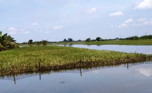 275.315 Hektare Sawah Terdampak Banjir di Kudus Masih Tunggu Klaim Asuransi