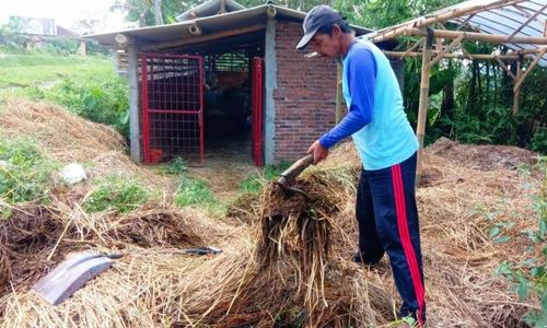 Modal 8 Sapi, Kelompok Tani Maju Makmur Magelang Kembangkan Pupuk Organik