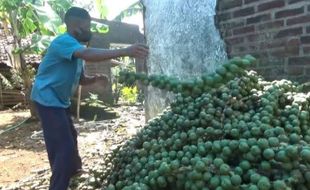 Berkah Ramadan, Omzet Perajin Kolang-Kaling di Madiun Naik Berlipat-Lipat