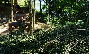 Kolang-Kaling Magelang di Lereng Gunung Menoreh Dijual Online