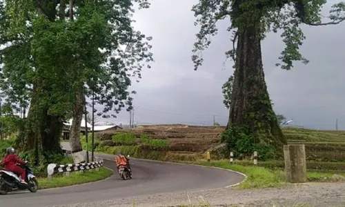 Tak Ada yang Berani Tebang Randu Jejer Pemalang karena Penunggunya Ular