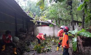 Puting Beliung di Kalijambe Sragen, 24 Pohon Tumbang, 2 Rumah Rusak