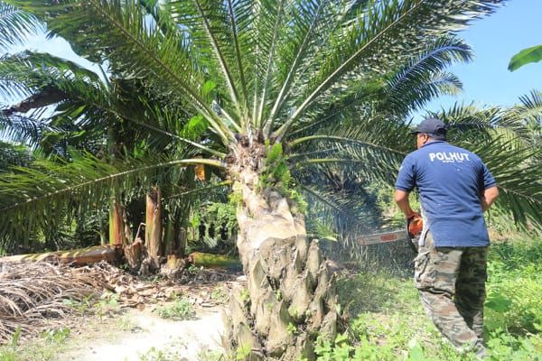 Hari Bumi: Deforestasi dan Panen Bencana di Indonesia