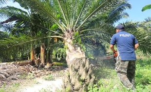 Hari Bumi: Deforestasi dan Panen Bencana di Indonesia