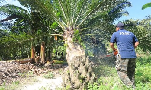 Hari Bumi: Deforestasi dan Panen Bencana di Indonesia