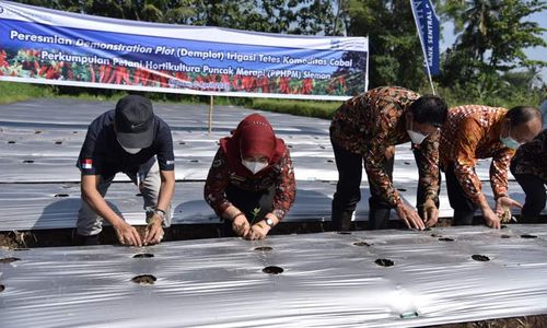 Pemkab Sleman-BI Kembangkan Inovasi Irigasi tetes Cabai di 20 Ha Lahan