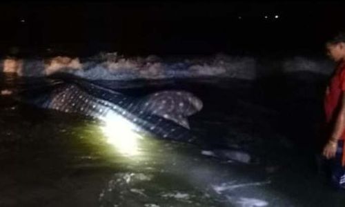 Hiu Paus Terdampar di Pantai Bayem Tulungagung, Warga Tak Kuat Dorong