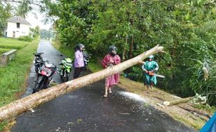 Angin Kencang Terjang Sleman, Banyak Pohon Tumbang dan Baliho Rusak