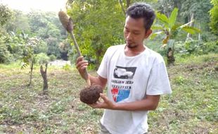 Petani Porang di Madiun Sangat Terbantu Tol Trans Jawa