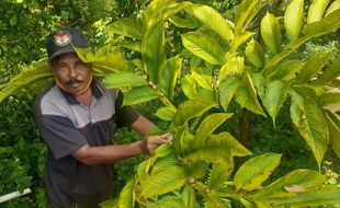 Wuiih... Hasil Panen Porang Ditawar Rp825 Juta, Tapi Ditolak Petani Madiun