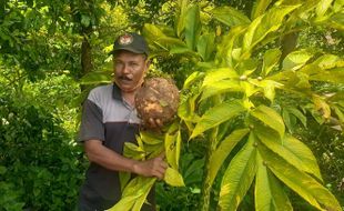 Petani Porang di Madiun Terima Kredit Modal Rp5,2 Miliar