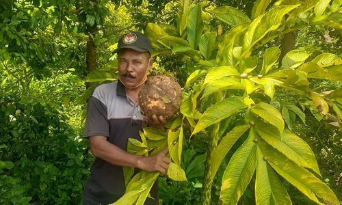 Gara-Gara Porang, Desa di Madiun Ini Jadi Desa Jutawan