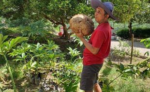 Guede Banget! Umbi Porang di Wonogiri Ini Beratnya Capai 13,4 Kg