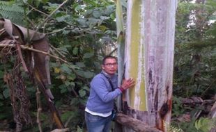 Pohon Pisang Terbesar di Dunia Ada di Indonesia, Tingginya Sampai 30 Meter