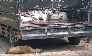 Ketangkap Hendak Selundupkan 78 Anjing dari Garut ke Solo, Warga Sragen Segera Disidang