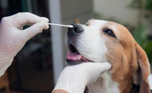 Fakta Baru Canine Coronavirus Seperti Ditemukan di Malaysia