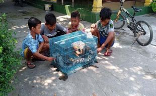 Hiii... Warga Tangkap Ular Piton Sepanjang 3 Meter di Kali Pusur Klaten