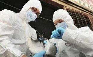 China Laporkan Kasus Pertama Zoonosis Flu Burung