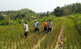 Petani Kulonprogo Rugi Ratusan Juta Rupiah, Karena Kekeringan