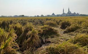 Anomali Cuaca, Sawah di Madiun Diserang Wereng Cokelat