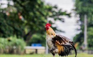 Indonesia Punya 33 Jenis Ayam Lokal, Induknya Ayam Hutan Merah Thailand