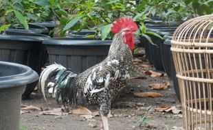 Mengenal Gama Ayam Buatan UGM: Gurih Mirip Ayam Kampung, Bobot 1,5 Kg dalam 7 Pekan