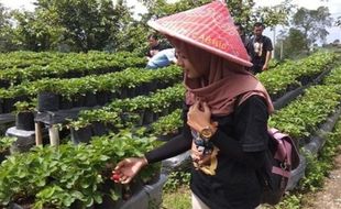 3 Argowisata Petik Buah di Magelang Ini Punya Pemandangan Indah