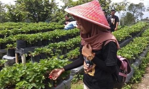 3 Argowisata Petik Buah di Magelang Ini Punya Pemandangan Indah