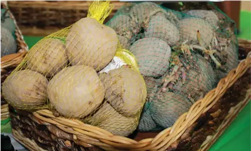 Petani Lereng Merbabu Sukses Kembangkan Kentang Chitra