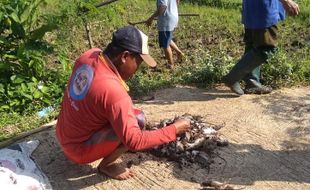 Bantuan Dispertan KP Sragen untuk Basmi Tikus Belum Dimanfaatkan Desa