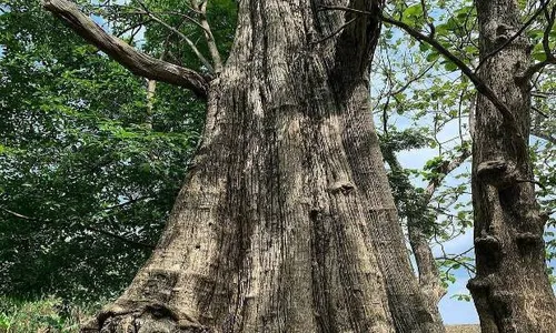 Jati Denok Jadi Pohon Jati Keramat Tertua di Kabupaten Blora