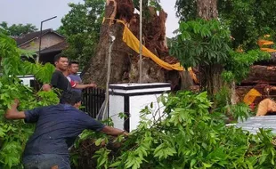 Pohon Tumbang di Boyolali Timpa Rumah dan Mobil, 1 Orang Meninggal Dunia