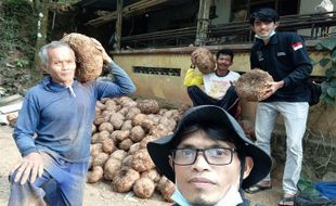 Petani Porang Wonogiri Mulai Panen, Satu Tumbuhan Bisa Untung Puluhan Ribu