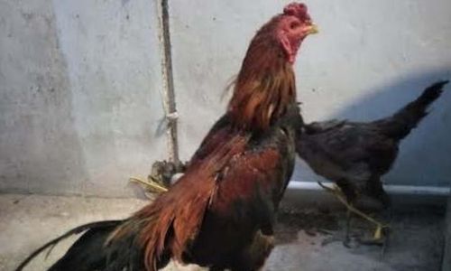 Ayam Bangkok Dicuri, Pria Ponorogo Naik Motor Kejar Pelaku yang Ternyata Pria Paruh Baya