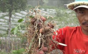 Hemat Modal Lur, Petani Selo Boyolali Tanam Bawang Merah dengan Biji