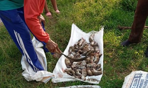 Tinggalkan Jebakan Listrik, Pakai Pestisida Nabati Ini Untuk Usir Tikus