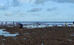 Kearifan Lokal: Air Laut Surut, Saatnya Warga Paranggupito Wonogiri Cari Lauk di Pantai