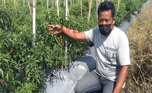 Baik Hati! Petani di Klaten Ini Bagikan Sayuran Gratis untuk Warga Terdampak Covid-19 Selama Pandemi