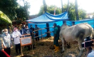 Warga Jarang Makan Daging, Presiden Kirim Sapi Kurban ke Karanganyar