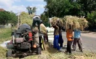 Harga Jual Gabah Rendah, Petani Madiun Menjerit