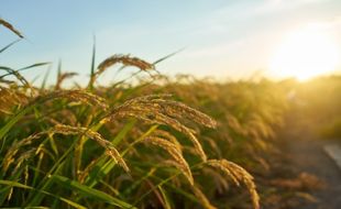 Musim Panen Kedua, Sawah IP 400 Sukoharjo Hasilkan Gabah 8 Ton/Ha