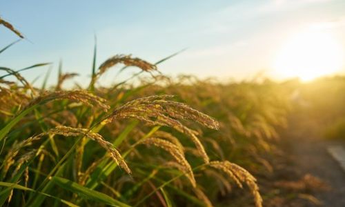 Marak Pembangunan Perumahan, Sawah di Baki Sukoharjo Tinggal Segini