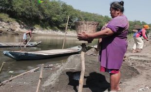 Mengais Rejeki dengan Menantang Arus Sungai Bengawan Solo