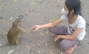 Rest Area di Pemalang Ini Rupanya Markas Kera Ekor Panjang