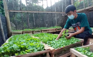 Inspiratif! Petani Muda Jatipurno Wonogiri Bagi-bagi 5.000 Bibit Sayuran untuk Warga Terdampak Covid-19