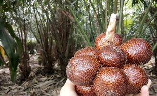 Salak Nglumut, Pengembangan Petani di Lereng Barat Merapi